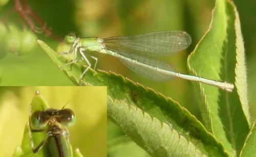 Réf. 262 981 : Ischnura pumilio